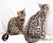 Bengal Katzen Sachsen